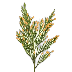 Cedar Leaf
